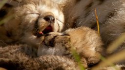 Trailer Italiano - African Cats