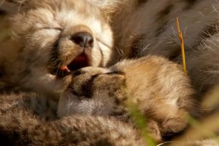 Trailer Italiano - African Cats