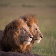 African Cats: il profilo di Kali, re della foresta