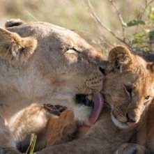 African Cats: la piccola Mara si lascia coccolare dalla mamma