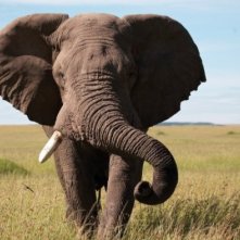 African Cats: una immagine dal film girato in Kenya