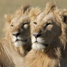 African Cats: una immagine dei leoni 'reali'