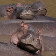 African Cats: una sequenza del documentario