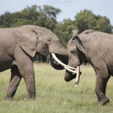 La dura vita della Savana ripresa in African Cats