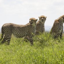 Gli eleganti ghepardi protagonisti del documentario  African Cats