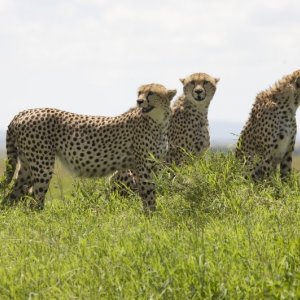 Gli eleganti ghepardi protagonisti del documentario  African Cats