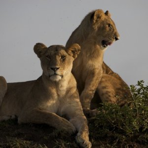 Le leonesse del documentario  African Cats - Il regno del coraggio