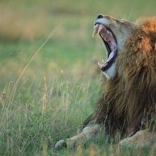 Primo piano tratto dal documentario  African Cats - Il regno del coraggio