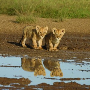 Una immagine dei cuccioli di leone dal documentario  African Cats - Il regno del coraggio