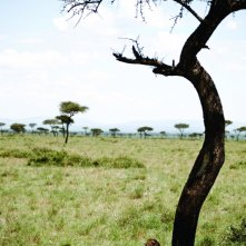 Una immagine del film  African Cats - Il regno del coraggio