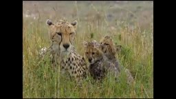 Video-recensione - African Cats