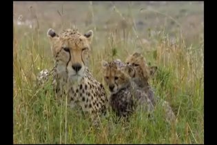 Video-recensione - African Cats