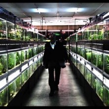 Mitsuru Fukikoshi in una suggestiva scena di Cold Fish di Sono Sion