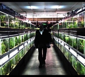 Mitsuru Fukikoshi in una suggestiva scena di Cold Fish di Sono Sion