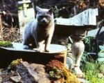 Pet Sematary: Alexandre Aja alla regia del remake?