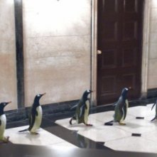 Le adorabili star de i Pinguini di Mister Popper