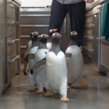 Una immagine del film i Pinguini di Mister Popper.