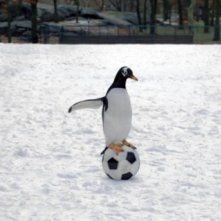 Uno dei Pinguini di Mr. Popper alle prese con un pallone da calcio