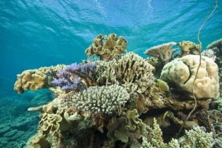 Un'immagine tratta da Under the Sea 3D