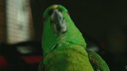 Trailer - A Bird of the Air