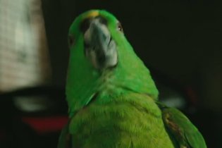 Trailer - A Bird of the Air