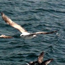 Una scena del film Amore Carne di Pippo Delbono (2011)