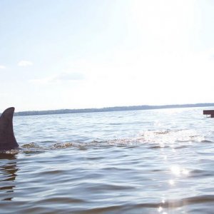 Uno squalo nel film Shark Night 3D