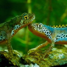 Due colorati rettili nel film La Clé des champs