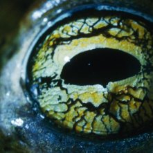 L'occhio di un rettile nel film La Clé des champs