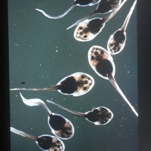 Una immagine del film La Clé des champs