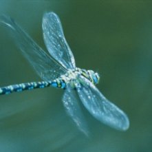 Una libellula azzurra nel film La Clé des champs