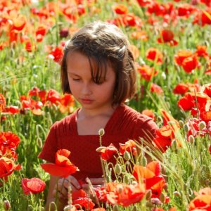 Una suggestiva distesa di papaveri in La Clé des champs
