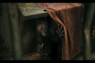 Clip 'Non vi avvicinate' - L'alba del pianeta delle scimmie