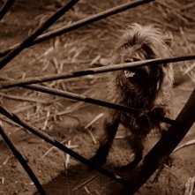 Il piccolo cane Toto in una scena de Il mago di Oz