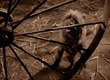 Il piccolo cane Toto in una scena de Il mago di Oz