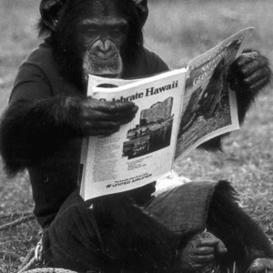 Project Nim: Nim legge il giornale in una scena tratta dal documentario di James Marsh