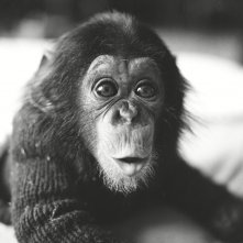 Project Nim: un bellissimo primo piano di Nim, lo scimpanzé allevato in famiglia protagonista del documentario