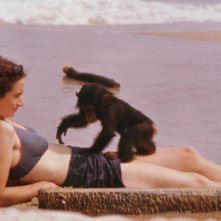 Una bella istantanea tratta dal documentario Project Nim