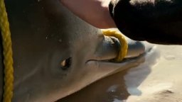 Trailer Italiano - L'incredibile storia di Winter il delfino