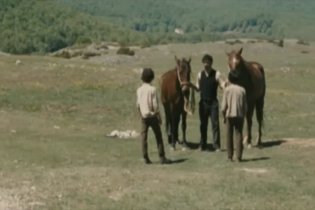 Video-recensione Cavalli