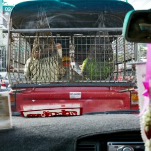 Grazia e furore: una scena del documentario sui due campioni leccesi della boxe thailandese Fabio e Gianluca Siciliani