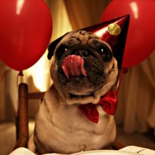 La peggior settimana della mia vita: il piccolo Ettore si lecca i baffi dopo aver degustato il suo gulash