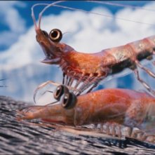 Happy Feet 2 in 3D: i due gamberetti rossi doppiati, in originale, da Brad Pitt e Matt Damon