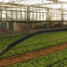 Capitan Basilico 2: per Mr. Fantastic non esistono passi più lunghi della gamba...