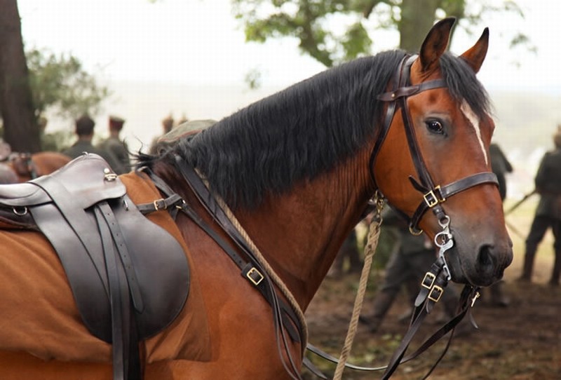 Lo Splendido Cavallo Joey Sul Set Di War Horse 225783