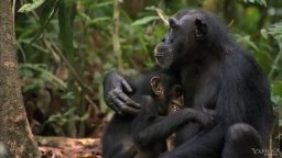 Trailer 2 - Chimpanzee