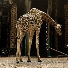 Postcards From The Zoo: una scena tratta dal film