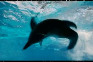 Spot 'Experience' - L'incredibile storia di Winter il delfino