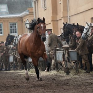 War Horse: una bella immagine del cavallo Joey in una scena tratta dal film