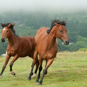War Horse: una bella immagine tratta dal film